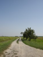 /album/la%20strada%20con%20i%20filari%20di%20alberi%20che%20non%20ci%20sono%20pi%c3%b9-/immagine-026-jpg/